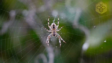 Barn Spider