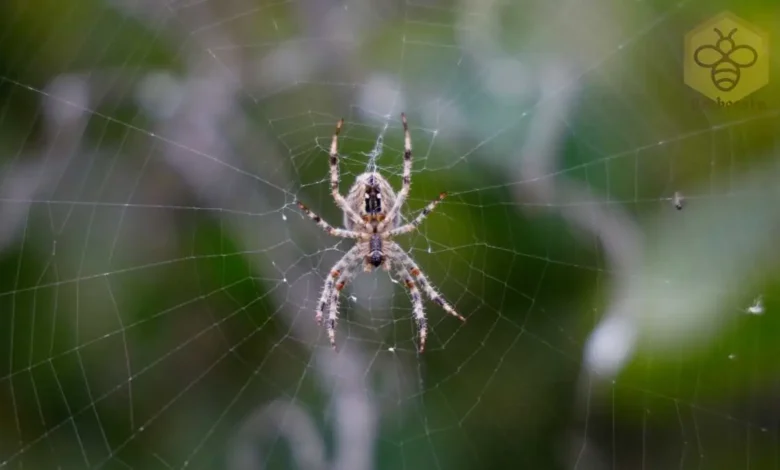 Barn Spider