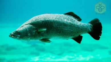 Barramundi Fish