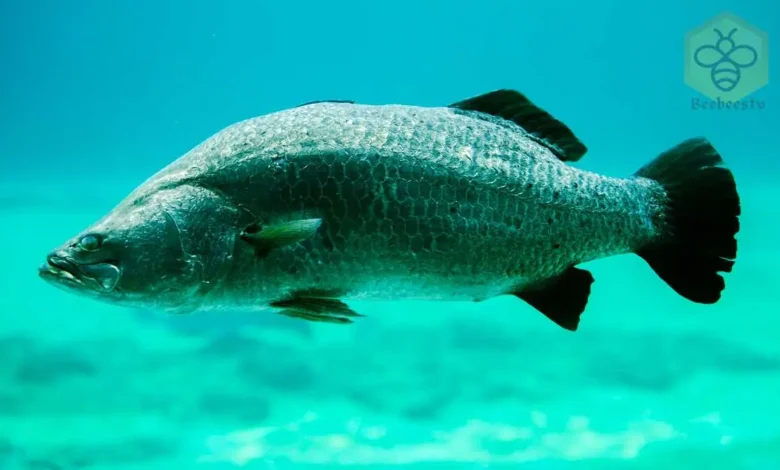 Barramundi Fish