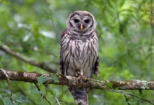 Barred Owl