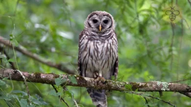 Barred Owl