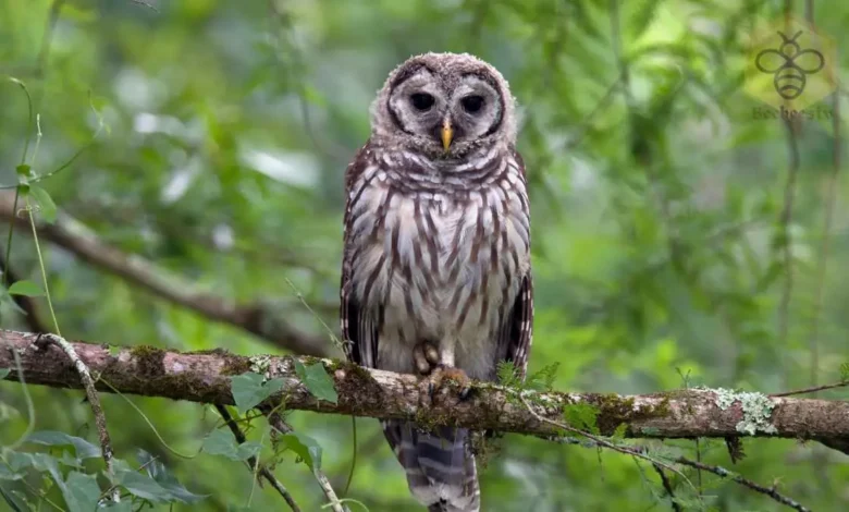 Barred Owl