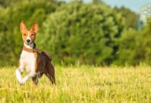 Basenji Dog