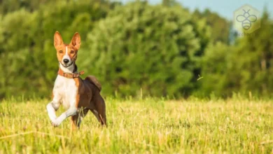 Basenji Dog