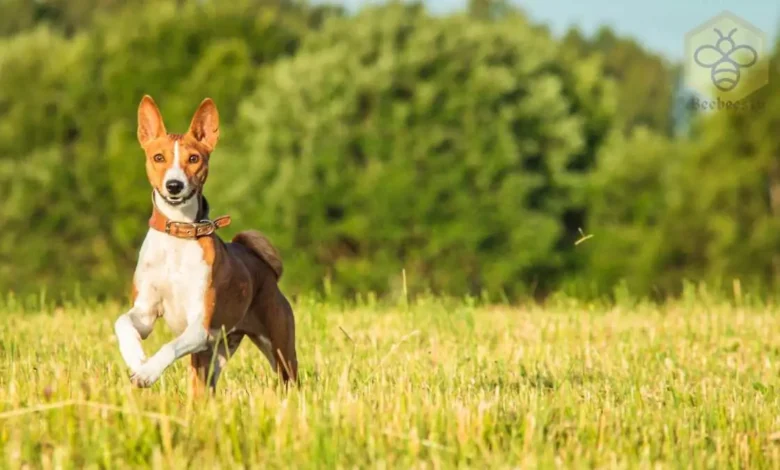 Basenji Dog