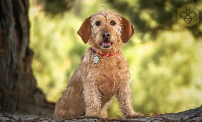 Basset Fauve de Bretagne