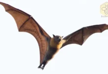 Bat