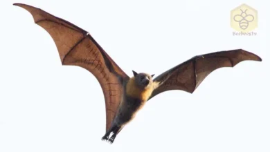 Bat