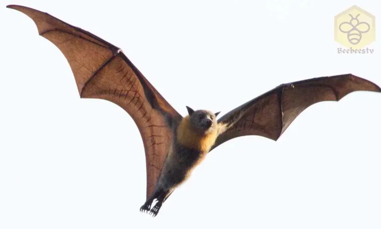 Bat