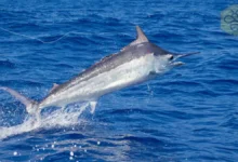 Black Marlin