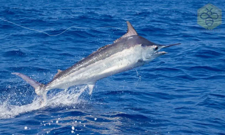 Black Marlin