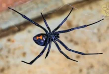 Black Widow Spider