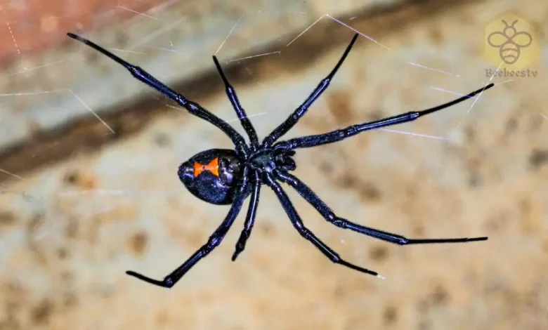 Black Widow Spider