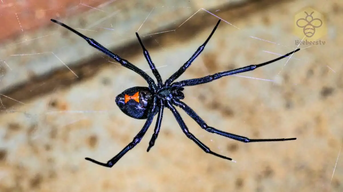 Black Widow Spider