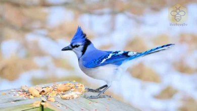 Blue Jays