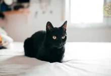 Bombay Cat