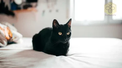 Bombay Cat