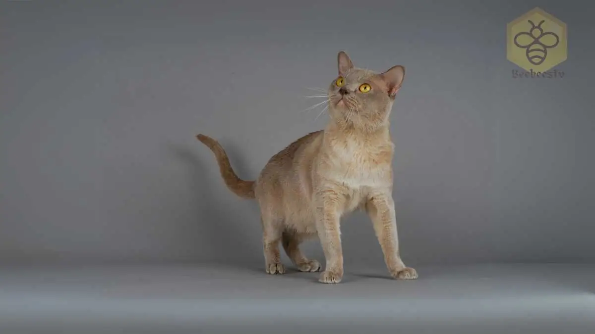 Burmese Cat