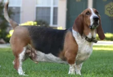 Basset Hound