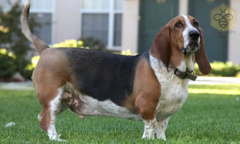 Basset Hound