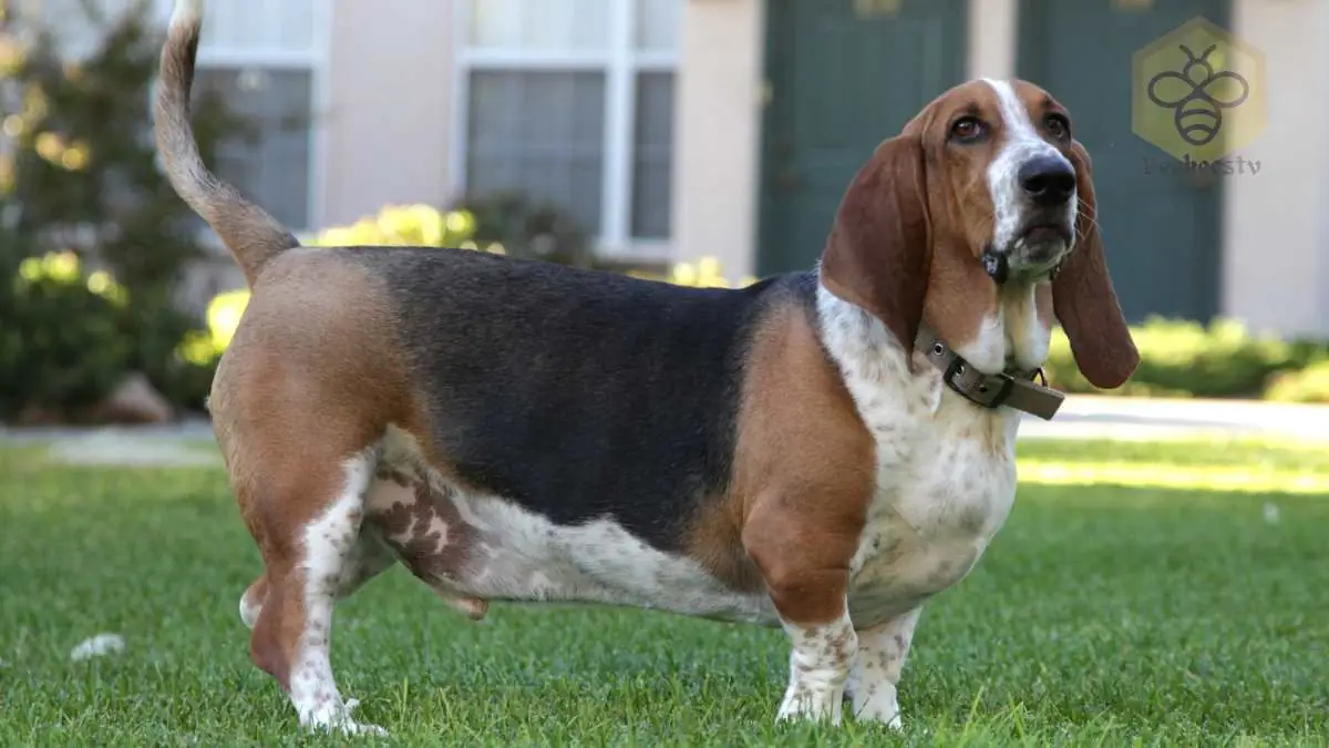 Basset Hound