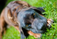 Bavarian Mountain Hound