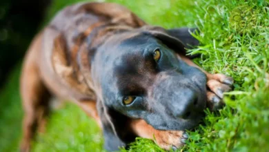 Bavarian Mountain Hound