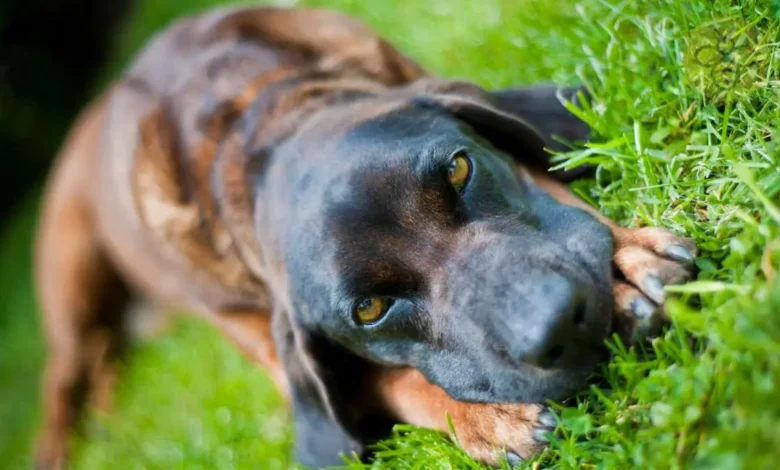 Bavarian Mountain Hound