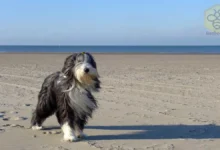 Bearded Collie