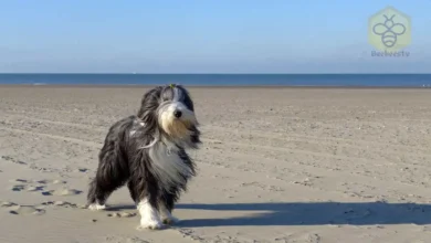 Bearded Collie