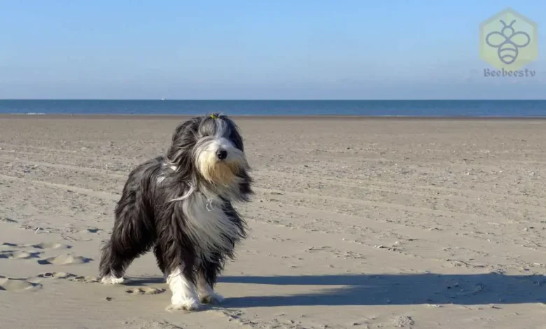 Bearded Collie