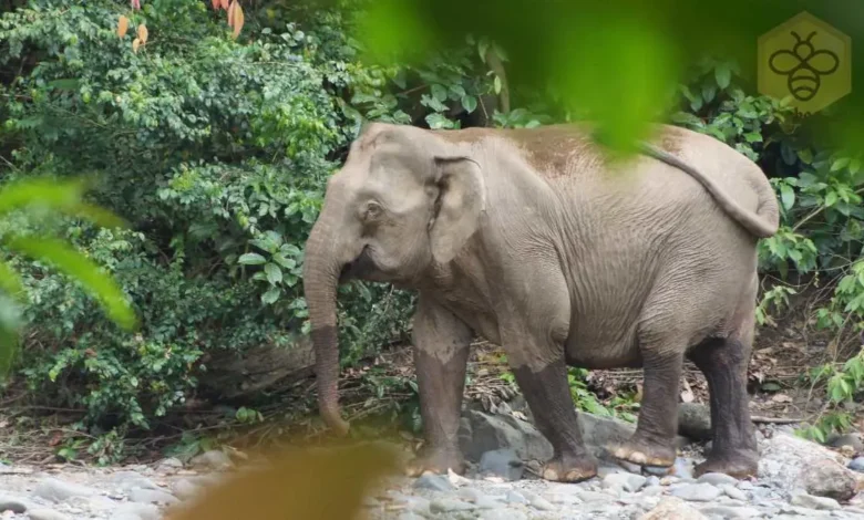 Borneo Elephant