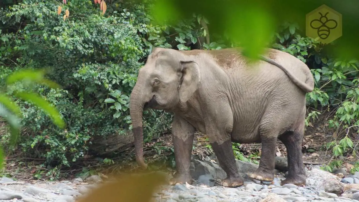 Borneo Elephant