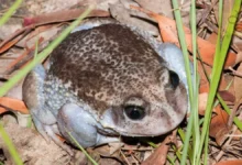 Burrowing Frog