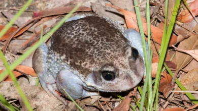 Burrowing Frog