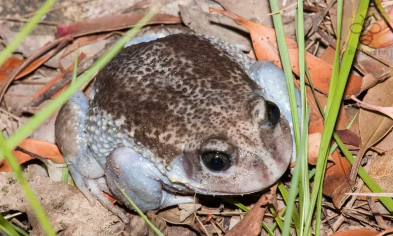 Burrowing Frog