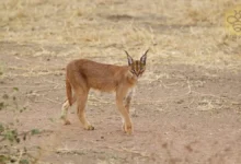 Caracal