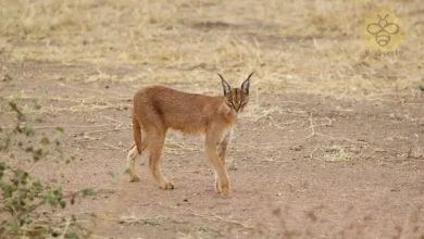 Caracal