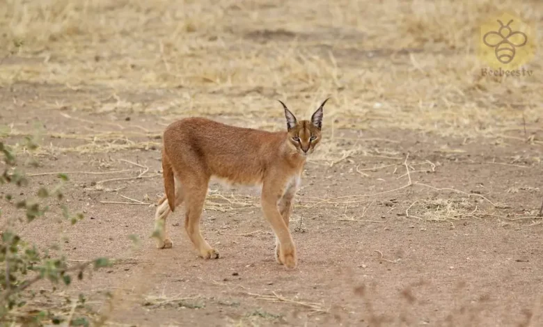 Caracal