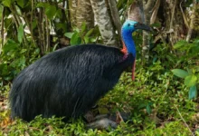Cassowary