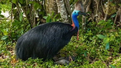 Cassowary