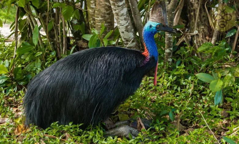 Cassowary