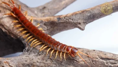 Centipede