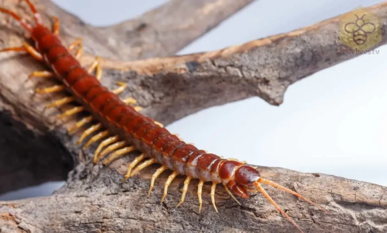 Centipede