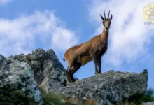 Chamois