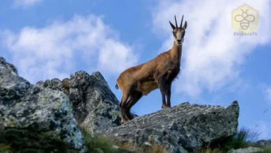 Chamois