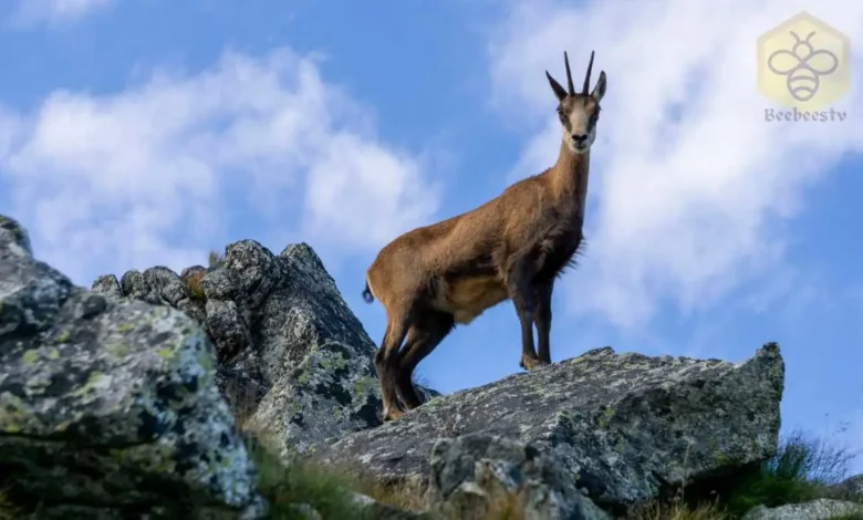 Chamois