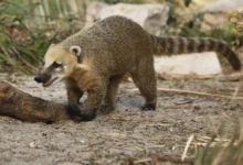 Coati