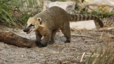 Coati